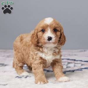 Riley, Cavapoo Puppy